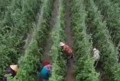 應(yīng)對強(qiáng)降雨加強(qiáng)田間管理 確保蔬菜穩(wěn)產(chǎn)保供