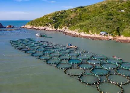 東海所在大黃魚(yú)抗逆性狀機(jī)制解析方面取得系列進(jìn)展