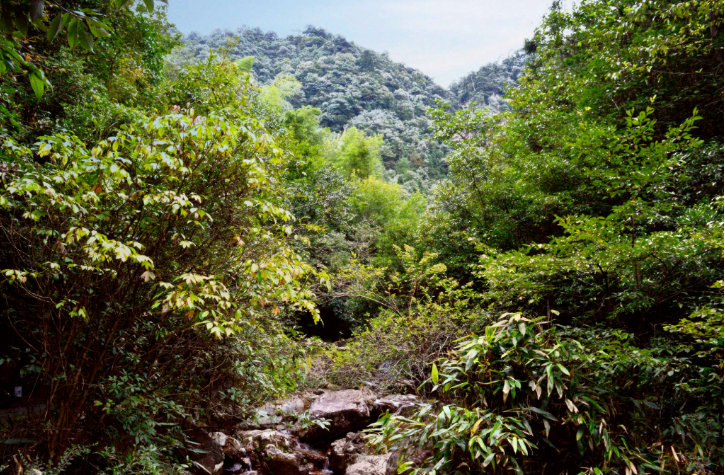 珍禽異獸、萬千草木，將在這里繁衍生長——國家公園空間布局里的生物多樣性保護