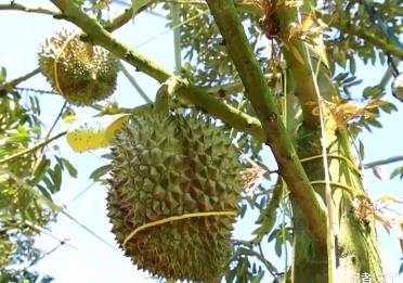 規(guī)模化試種、國(guó)產(chǎn)鮮果面市 “榴蓮自由”還有多遠(yuǎn)？
