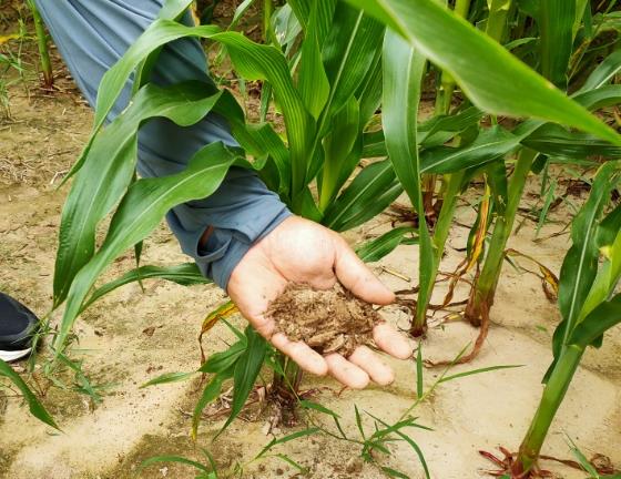 科技賦能+綜合治理 旱堿地里種好中國糧