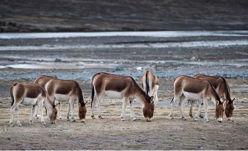 三江源國家一級(jí)野生動(dòng)物數(shù)量持續(xù)回升