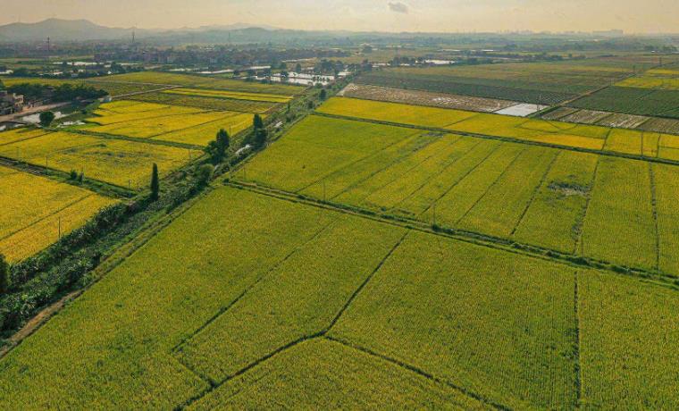 2023年早稻實現(xiàn)增產豐收 產量超過500億斤