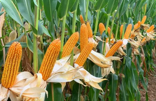 1050.2公斤！ “黃金糧MY73”創(chuàng)湖北省玉米單產紀錄