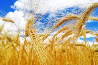 推動成渝現(xiàn)代高效特色農業(yè)帶建設 川渝將在松潘攜手共建“高原糧倉”