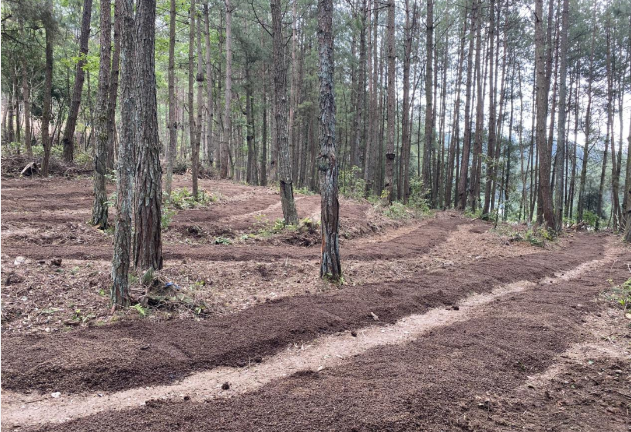 中林集團(tuán)“儲(chǔ)備林+林下經(jīng)濟(jì)”打開(kāi)重慶農(nóng)戶增收“幸福門”