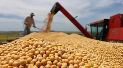 大豆主產(chǎn)區(qū)如何提檔升級(jí)——來自黑龍江省黑河市的調(diào)查