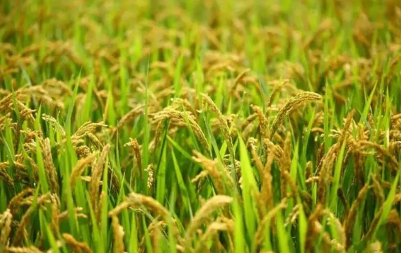 湖北早稻再獲豐收 實現(xiàn)面積、總產(chǎn)、單產(chǎn)“三增”