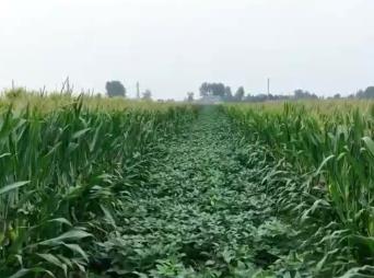 今年我國秋糧種植面積比去年穩(wěn)中有增 大部地區(qū)秋糧長(zhǎng)勢(shì)良好豐收有望
