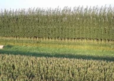 金秋時節(jié)繪“豐”景，各地為秋糧豐產(chǎn)豐收做了這些