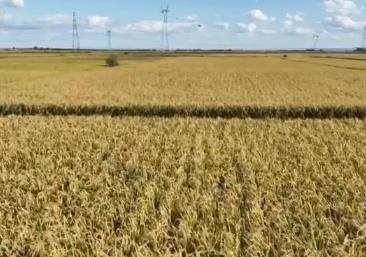 各類特色產(chǎn)業(yè)進(jìn)入收獲季 農(nóng)戶增收“節(jié)節(jié)高”