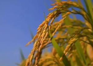 國(guó)際糧價(jià)持續(xù)上漲 對(duì)國(guó)內(nèi)糧食市場(chǎng)有何影響？