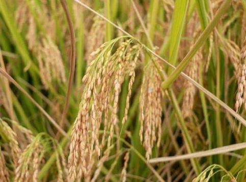 中國水稻研究所加強優(yōu)質(zhì)、抗蟲等優(yōu)良品種推廣應用