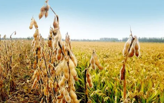 增產(chǎn)24.62%！吉林省耐密植大豆育種實現(xiàn)新突破