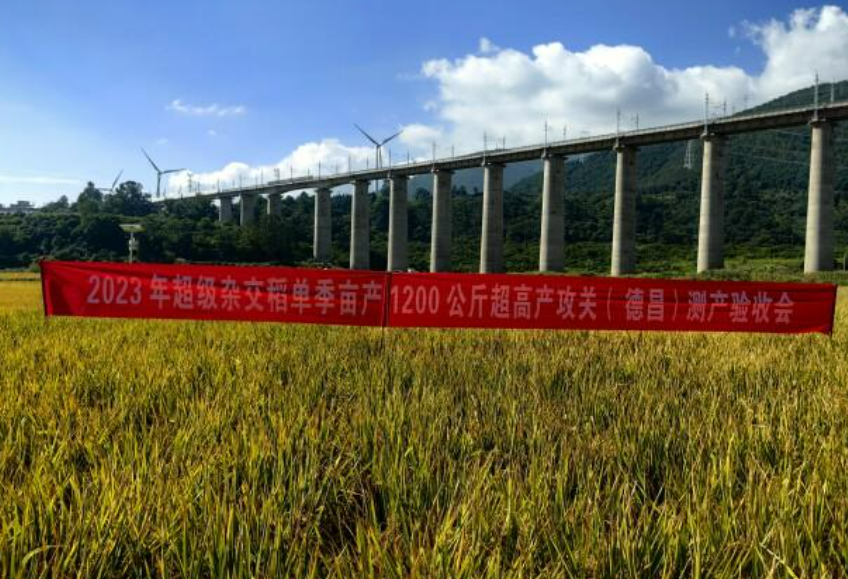 1251.5公斤！“超級稻”再創(chuàng)世界新紀(jì)錄
