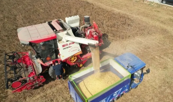 畝產(chǎn)321.82公斤！中原農(nóng)谷大豆實(shí)收測(cè)產(chǎn)刷新紀(jì)錄