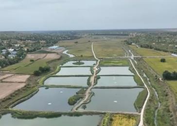 魚蝦滿倉！鹽田“生”蝦、“海蝦陸?zhàn)B”，金秋時(shí)節(jié)各地秋捕忙