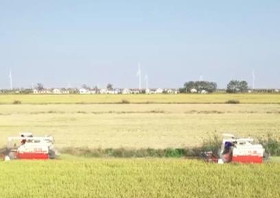 “私人定制”讓水稻“穩(wěn)穩(wěn)地成熟” 百姓“吃得飽”更“吃得好”