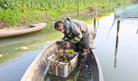 湖北“仙桃黃鱔”區(qū)域公用品牌價值172億元