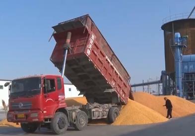 各地秋糧收獲加速推進 多舉措保障秋冬種提質增效