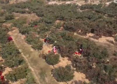 前三季度全國經濟林產量達1.15億噸 成為農民增收重要渠道