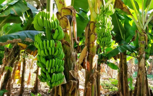 福建漳州：“花果魚米之鄉(xiāng)”的農(nóng)旅轉(zhuǎn)身