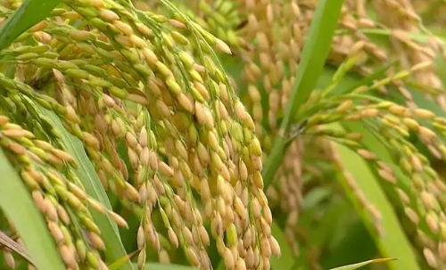 重慶再生稻豐收 總產(chǎn)量預(yù)計(jì)達(dá)10萬噸