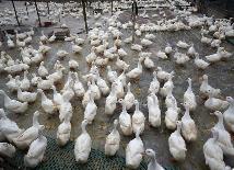 國內(nèi)首款蛋鴨育種芯片研發(fā)成功