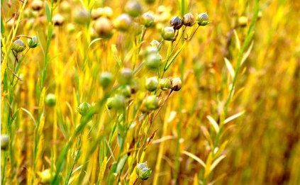 我國建成全球最大油料作物種質(zhì)資源庫