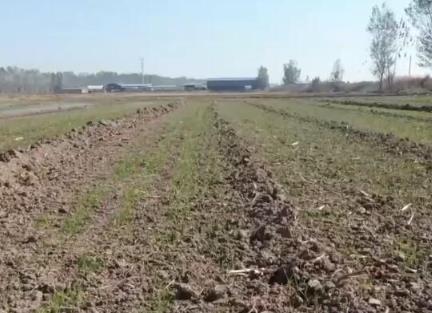 新農(nóng)機、新技術(shù)、新模式助力希望的田野再添活力