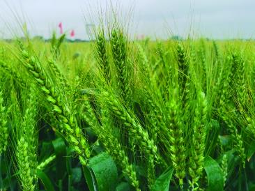 華北小麥為何不怕極端寒冬了？