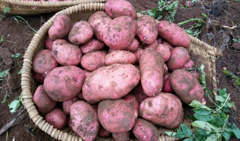 604萬畝！“青薯9號”獲全國馬鈴薯推廣面積第一