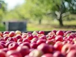 《2022年度中國蘋果產業(yè)報告》發(fā)布 中國蘋果產量穩(wěn)居世界第一