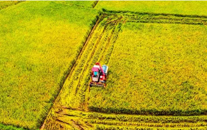 單產(chǎn)提升行動見成效 今年重慶糧食畝均增產(chǎn)11公斤