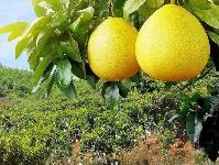 中國(guó)柚都、世界柚鄉(xiāng)”平和：蜜柚“變形”謀求產(chǎn)業(yè)突圍