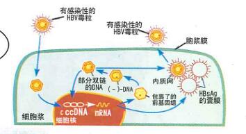 預(yù)防艾滋病、梅毒和乙肝母嬰傳播小課堂（一）