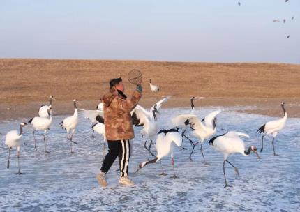 黑龍江濕地保護顯效果：珍禽數(shù)量增多，探索鶴類繁育野化新路