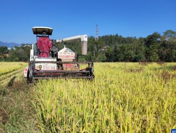 511萬(wàn)噸 福建糧食獲豐收