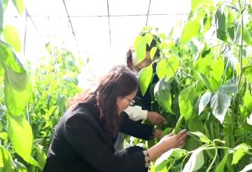 量足價穩(wěn)！各地多舉措保障 守護好百姓“菜籃子”“果盤子”“米袋子”