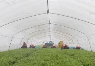 各地加大蔬菜儲備、加密運輸頻次 滿足市場需求