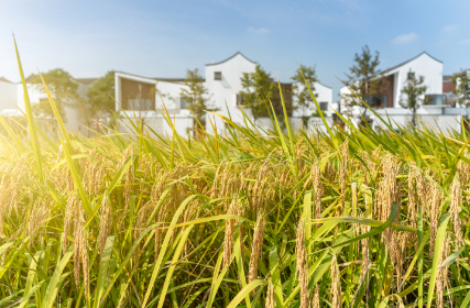 2023年浙江糧食生產(chǎn)成績(jī)單出爐 播種面積、總產(chǎn)、畝產(chǎn)均創(chuàng)八年新高