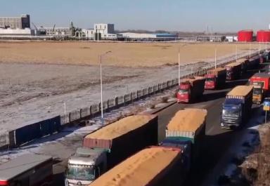 大國糧倉底氣足！黑龍江實現(xiàn)“二十連豐” 累計收購新糧489.4億斤