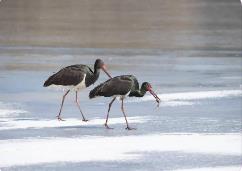 山西省22地入選陸生野生動物重要棲息地名錄