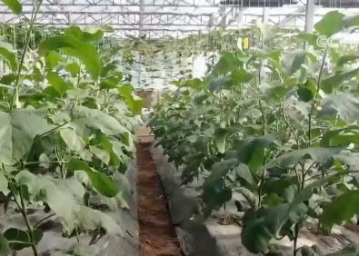 多舉措力促蔬菜穩(wěn)產(chǎn)保供 讓小小“菜籃子”拎出滿(mǎn)滿(mǎn)幸福感