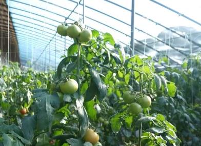 有效應(yīng)對(duì)寒潮天氣 各地農(nóng)業(yè)部門(mén)多舉措確保農(nóng)作物安全越冬