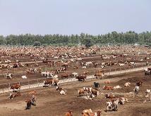 內(nèi)蒙古全力推進國家重要農(nóng)畜產(chǎn)品生產(chǎn)基地建設(shè)