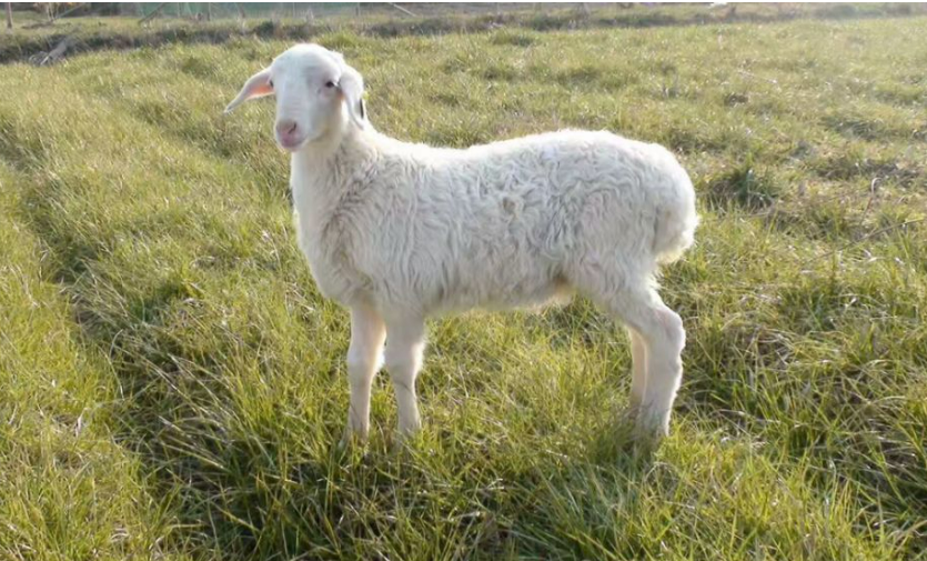 破譯基因組遺傳密碼 湖羊育種用上“中國(guó)芯”