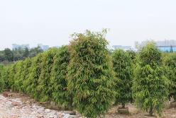 2024年廣東苗木生產(chǎn)儲(chǔ)備近1.8億株