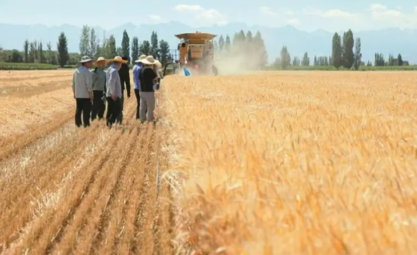 405.9萬噸！2023年新疆生產(chǎn)建設(shè)兵團(tuán)糧食總產(chǎn)創(chuàng)歷史新高