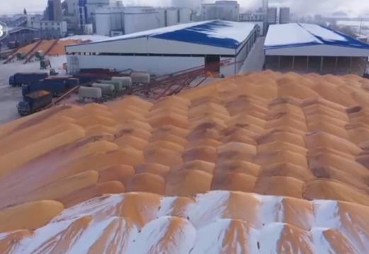 金融“活水”確保農(nóng)民“糧出手、錢(qián)到手” 穩(wěn)步推進(jìn)秋糧收購(gòu)